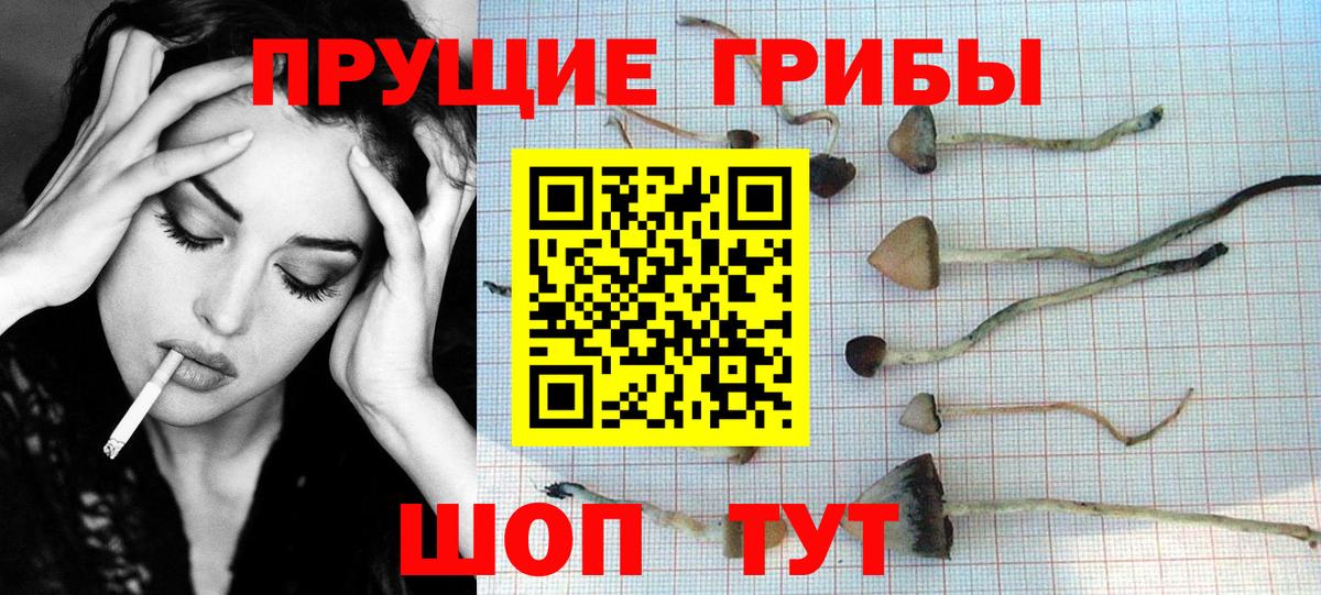 Псилоцибиновые грибы MAGIC MUSHROOMS  Воронеж  Псилоцибиновые грибы GOLDEN TEACHER 